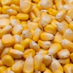 A close up shot of sweet corn for a background
