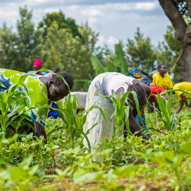 women working in a maize-bean field