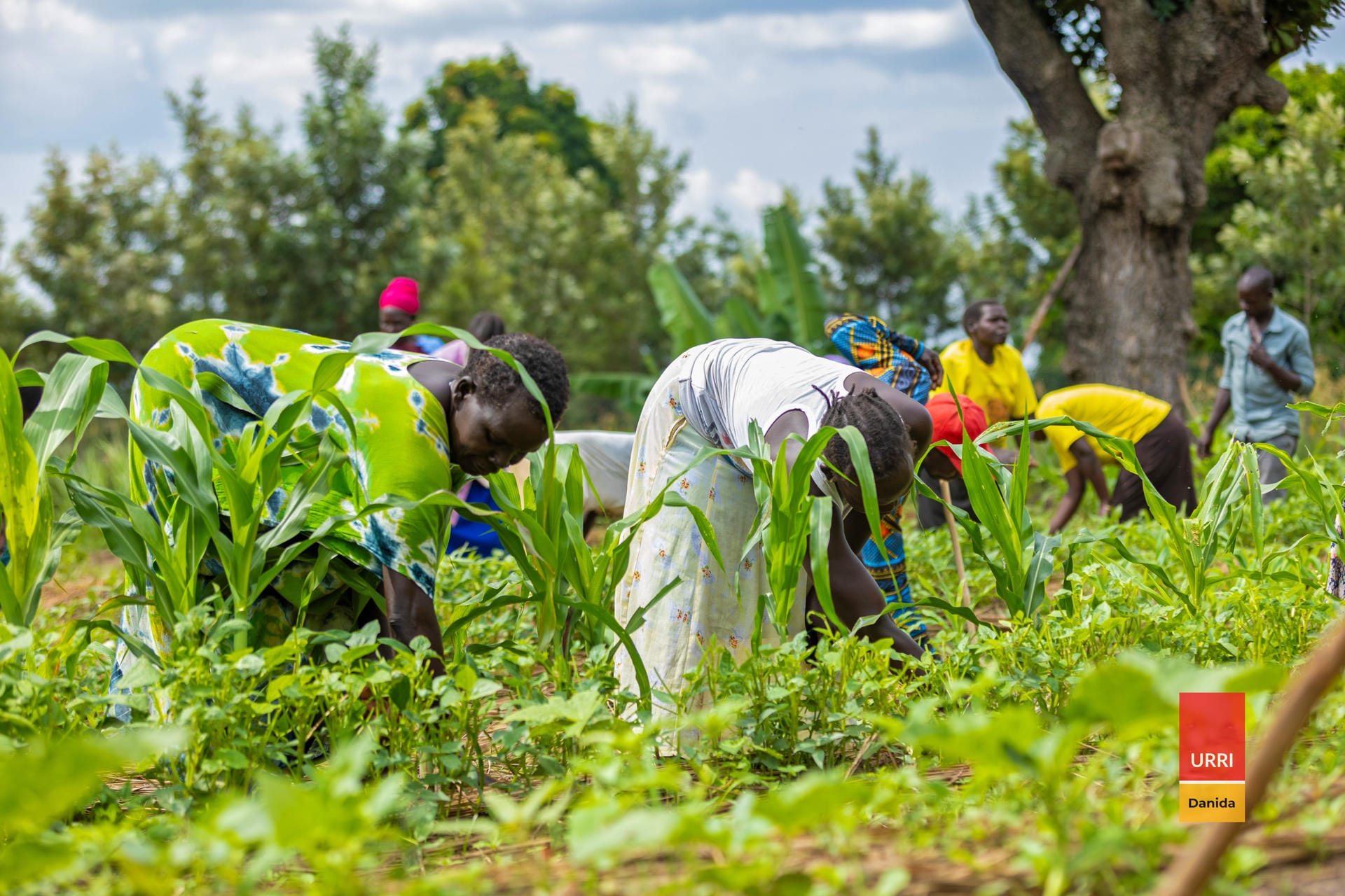 women working in a maize-bean field